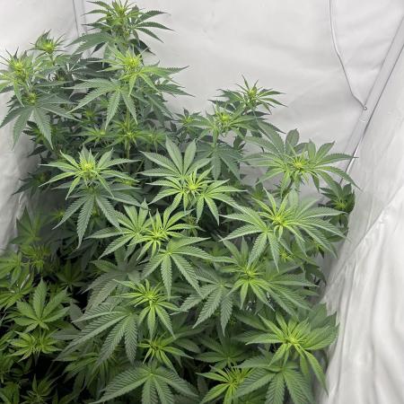 Platinum Line - Papaya Stank 🌪️