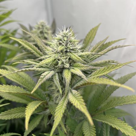 Platinum Line - Papaya Stank 🌪️