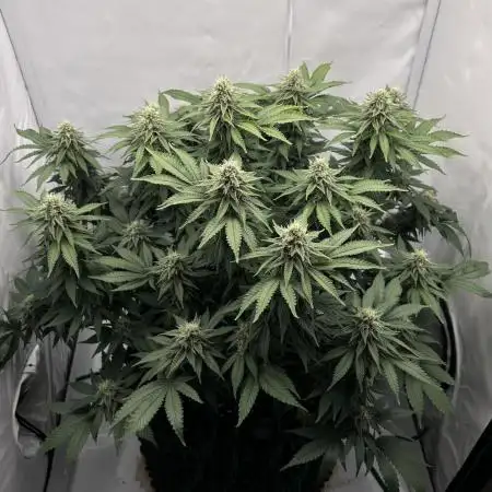 Wedding Cake 🎂