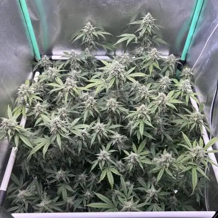Frosted Guava 🔥