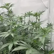 Platinum Line - Papaya Stank 🌪️