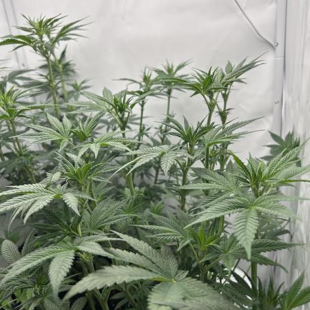 Platinum Line - Papaya Stank 🌪️