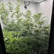 Platinum Line - Papaya Stank 🌪️