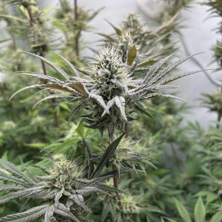 Platinum Line - Papaya Stank 🌪️