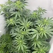 Platinum Line - Papaya Stank 🌪️