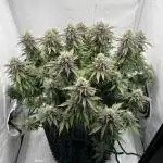 Wedding Cake 🎂