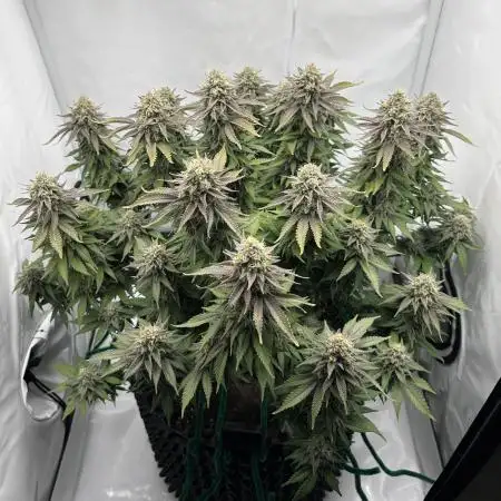 Wedding Cake 🎂