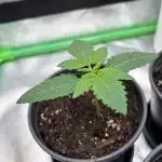 Platinum Line - Papaya Stank 🌪️