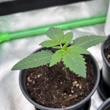 Platinum Line - Papaya Stank 🌪️