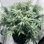 Wedding Cake 🎂