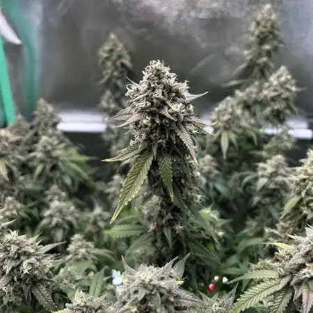 Frosted Guava 🔥