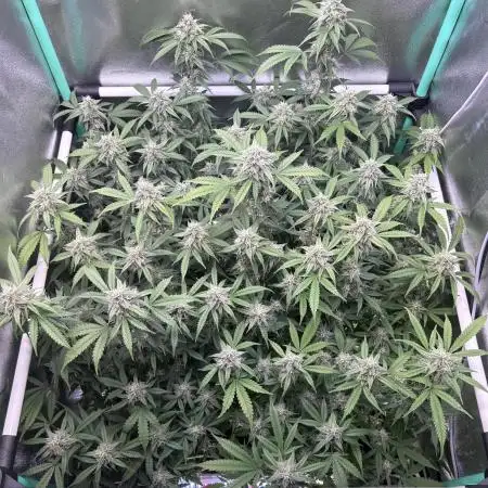 Frosted Guava 🔥