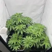 Platinum Line - Papaya Stank 🌪️