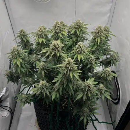 Wedding Cake 🎂