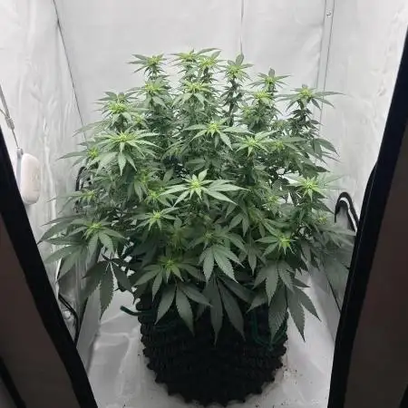 Wedding Cake 🎂