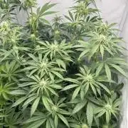 Platinum Line - Papaya Stank 🌪️