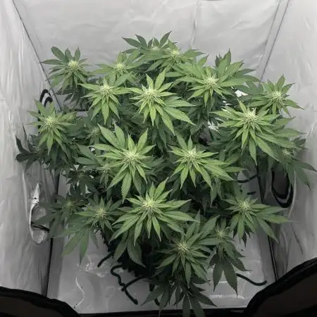 Wedding Cake 🎂