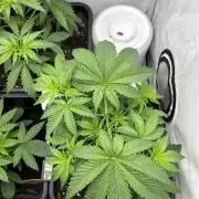 Platinum Line - Papaya Stank 🌪️