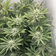 Platinum Line - Papaya Stank 🌪️