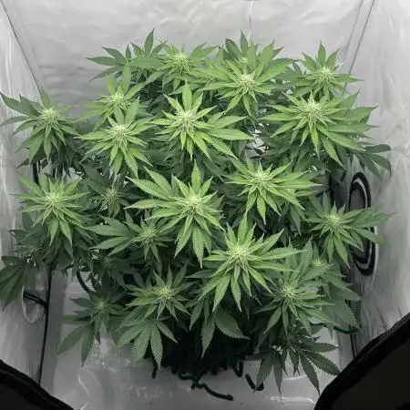 Wedding Cake 🎂