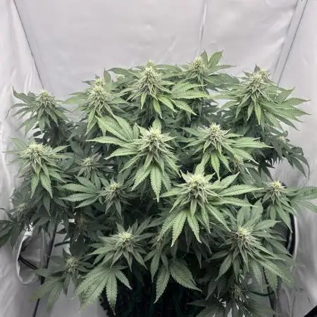 Wedding Cake 🎂