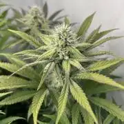 Platinum Line - Papaya Stank 🌪️