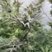 Platinum Line - Papaya Stank 🌪️