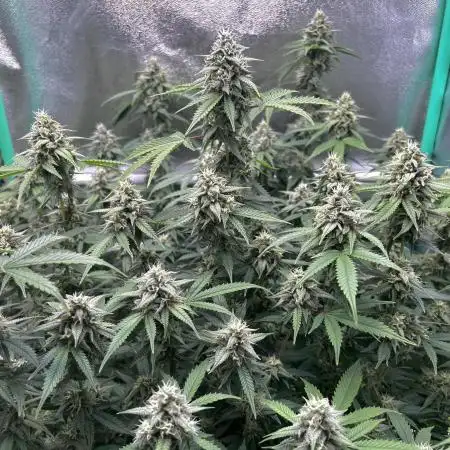 Frosted Guava 🔥