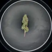 Platinum Line - Papaya Stank 🌪️