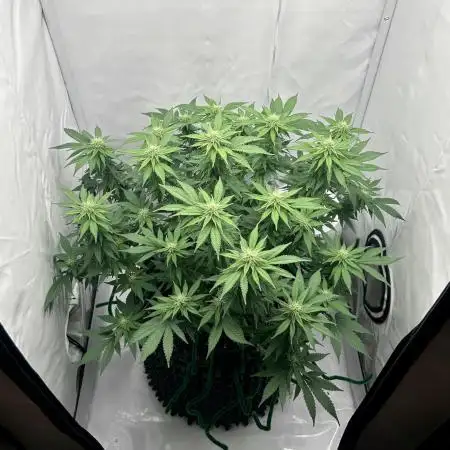 Wedding Cake 🎂