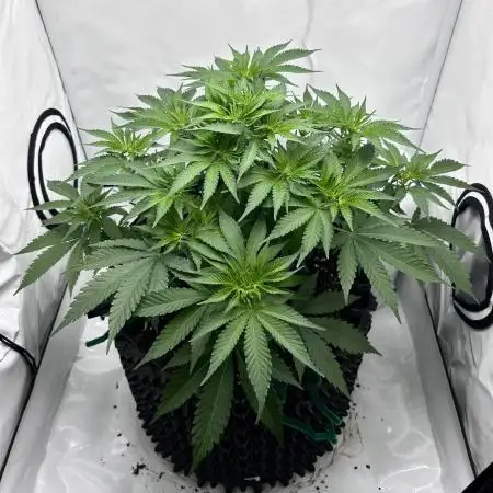 Wedding Cake 🎂