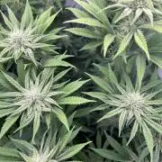 Platinum Line - Papaya Stank 🌪️