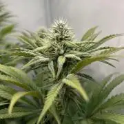 Platinum Line - Papaya Stank 🌪️