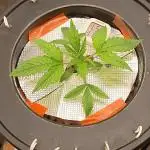 Washing Machine DWC