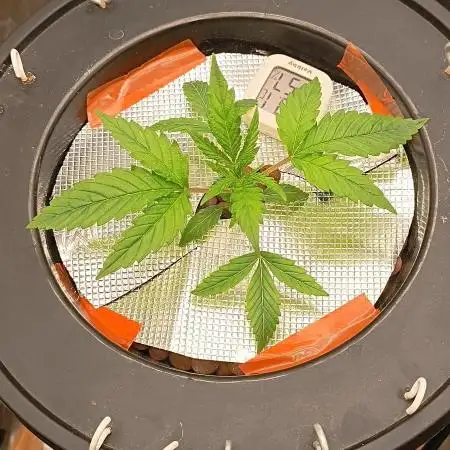 Washing Machine DWC