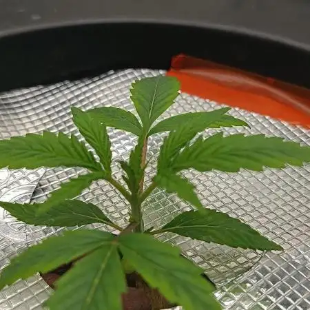 Washing Machine DWC