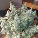 Kalini Asia DWC