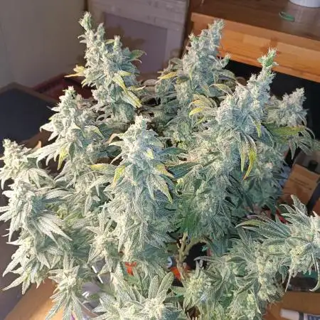 Kalini Asia DWC