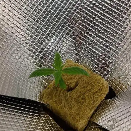 Washing Machine DWC