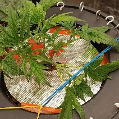 Washing Machine DWC