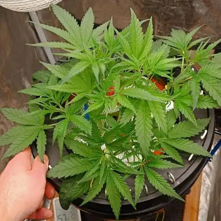 Washing Machine DWC