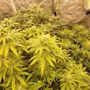 Mid Flowering Purple City Genetics Run