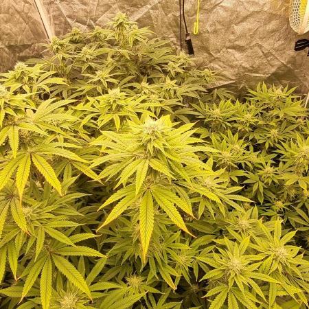 Mid Flowering Purple City Genetics Run