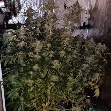 Mid Flowering Purple City Genetics Run