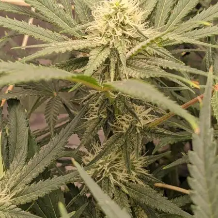 Jamaican Dream