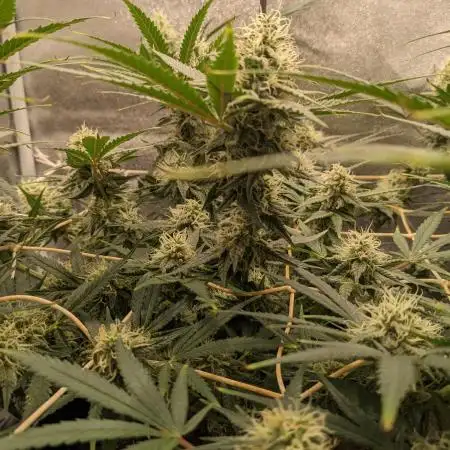 Jamaican Dream
