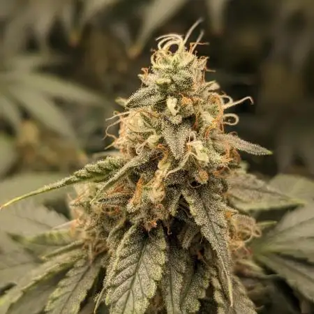 White Widow XXL Green Thumb Chronicles