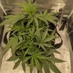 Jamaican Dream