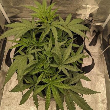 Jamaican Dream