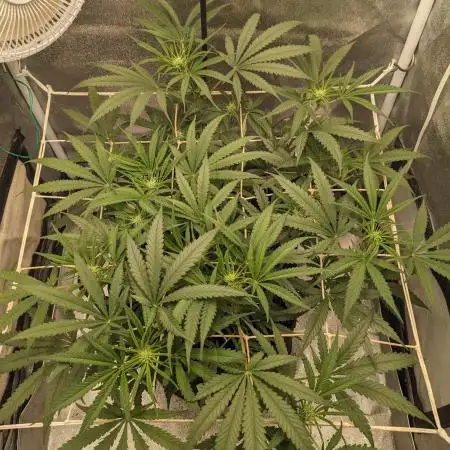 Jamaican Dream